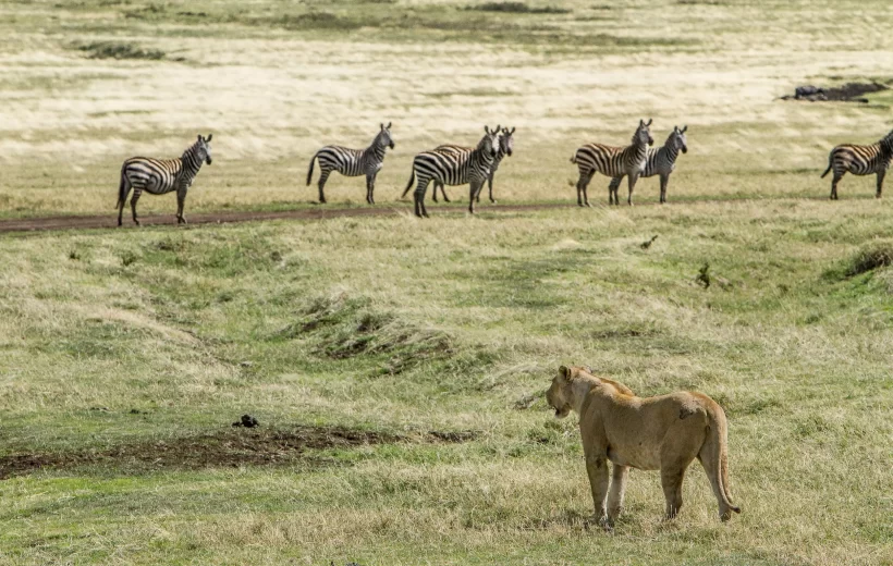 Ngorongoro Crater Private Day Trip