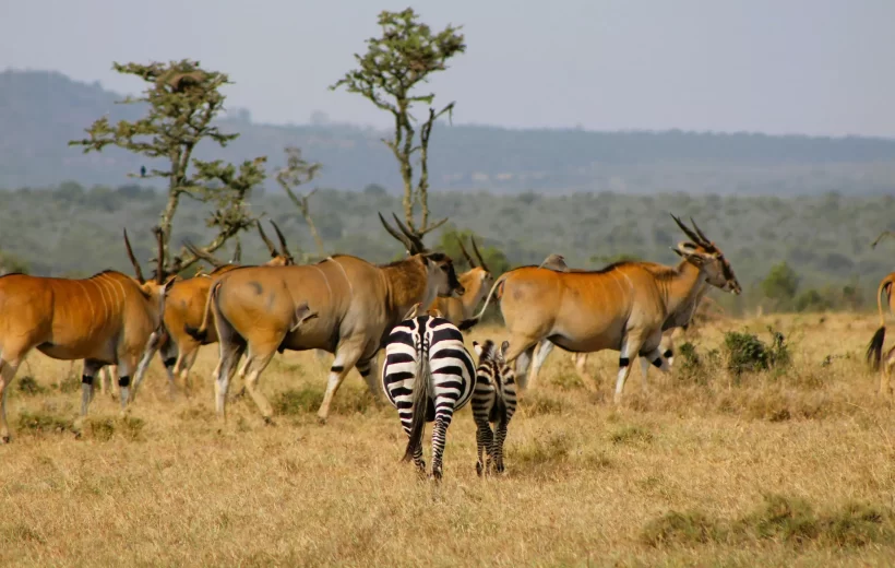 6 Days Private Budget Camping Tour with 2 Nights in Serengeti