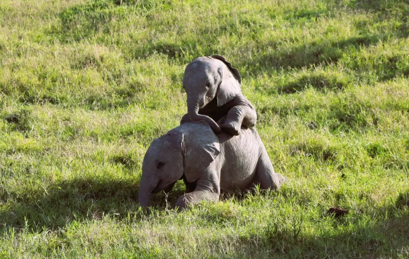 Tarangire National Park Private Day Trip