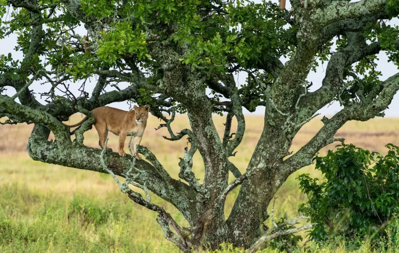 Lake Manyara National Park Game Drive and Canopy Walk Day Trip